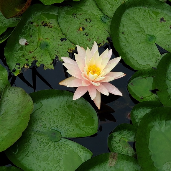 Meet your Poshers, Trish and Jim - Picture 8 of 8